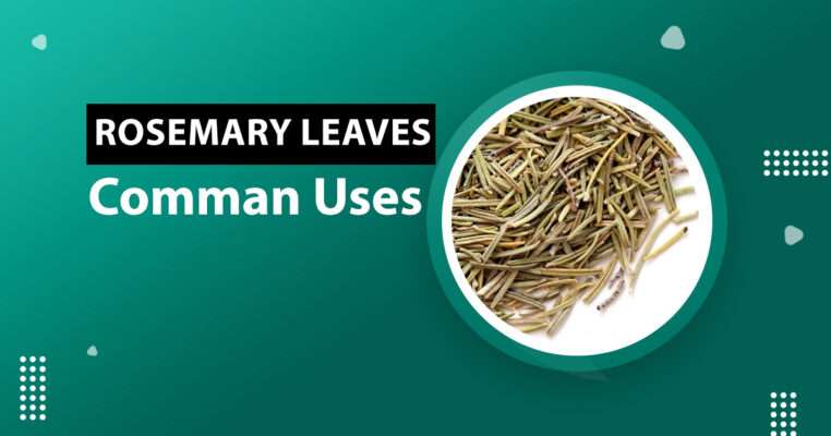 Rosemary Leaves in Urdu